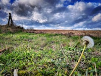 a dandelion in a field under a cloudy sky